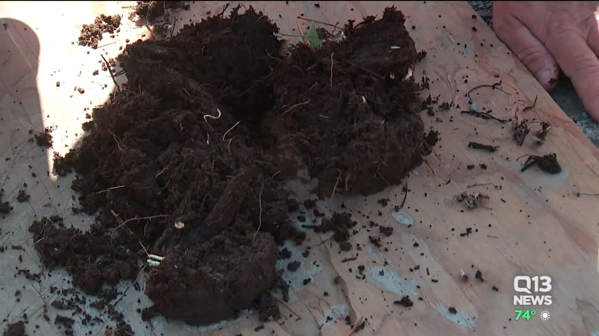 Study: Restoring Washington wetlands can fight climate change