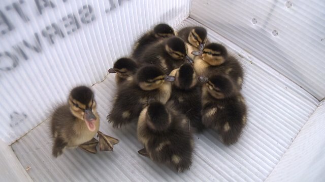 Helping ducklings and their mom cross the road