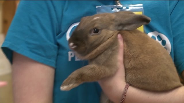 Chip checks out some of the animals up for adoption at HAWS