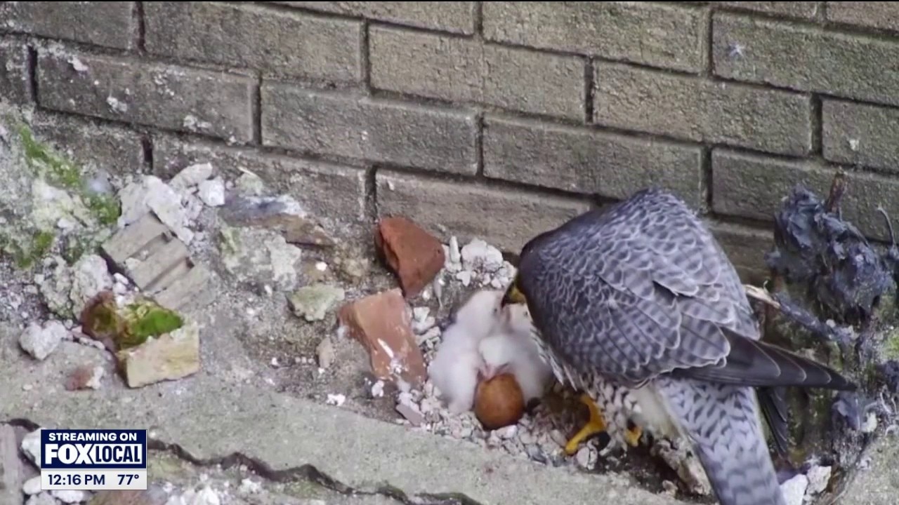 Aurora’s baby falcons just got their names — one honors a beloved local birdwatcher | ChicagoLIVE