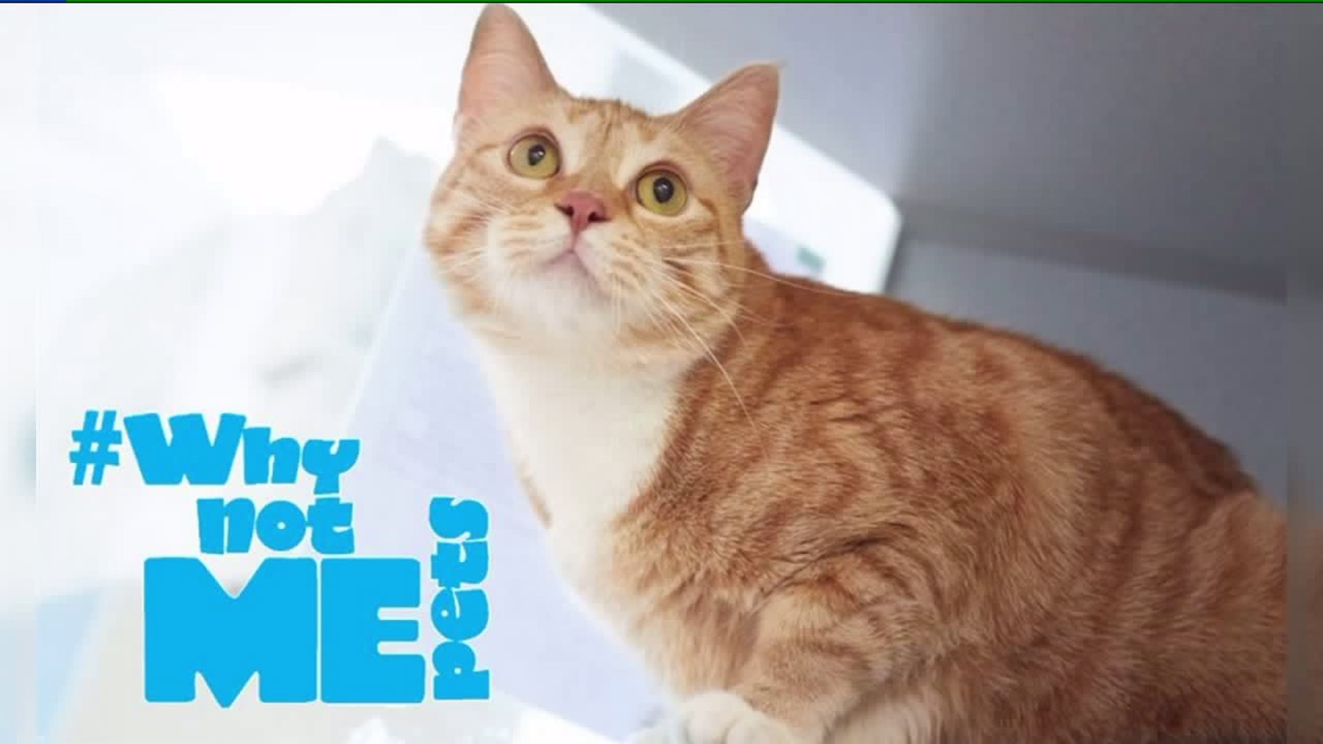 WHYNOTMEPETS CHARLOTTE