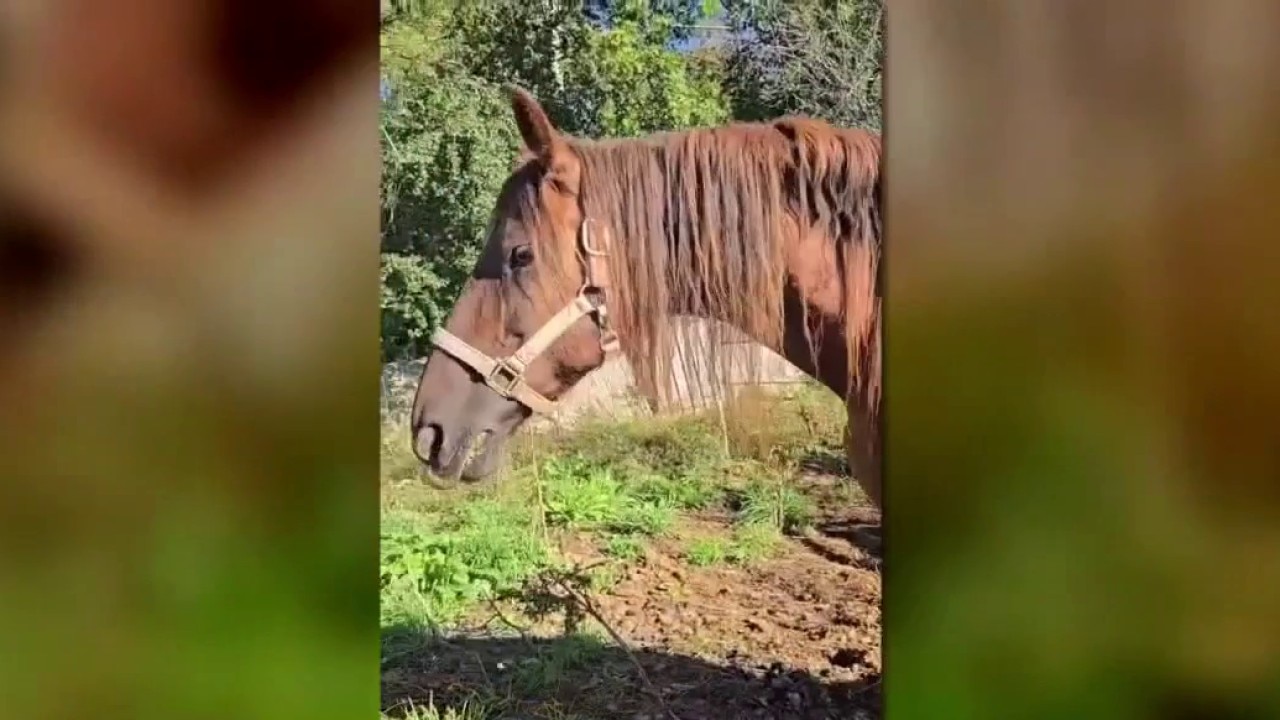 Horse breeder faces new felony charges