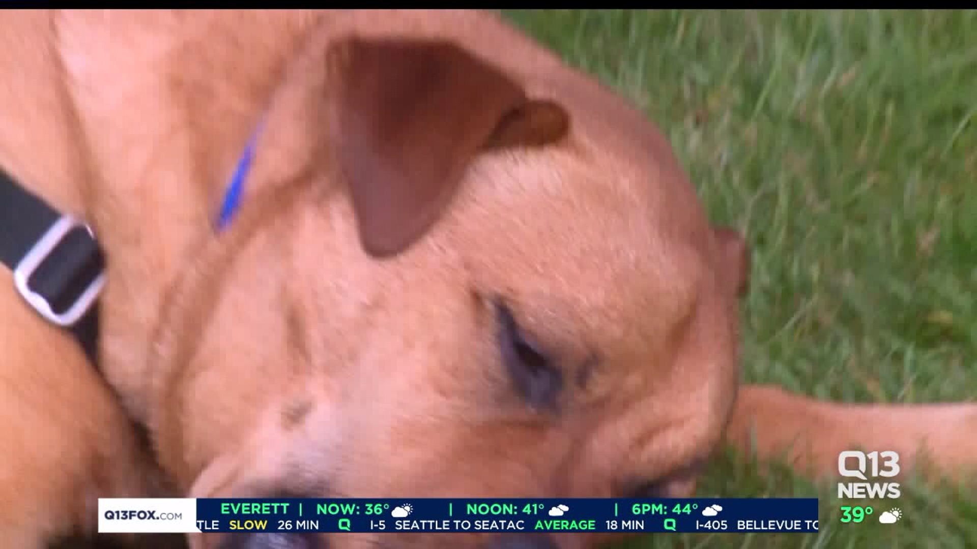 Meet Luke! #WhyNotMePets