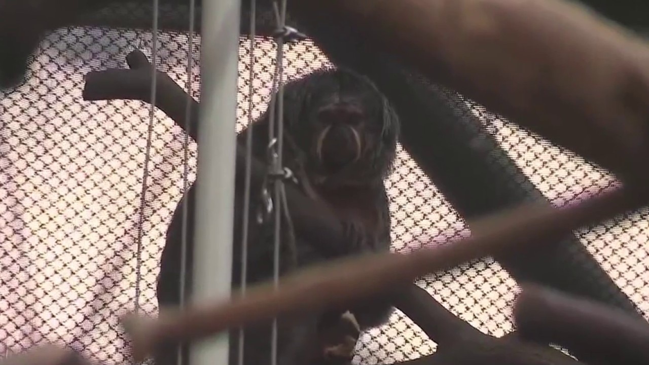 Chicago wildfire smoke: How animals are being effected