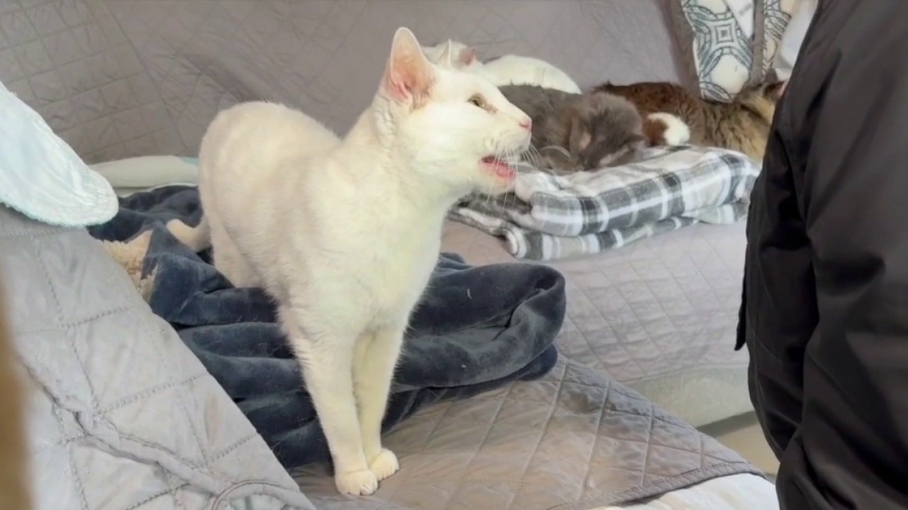 Menomonee Falls cat sanctuary seeks help after recent flooding