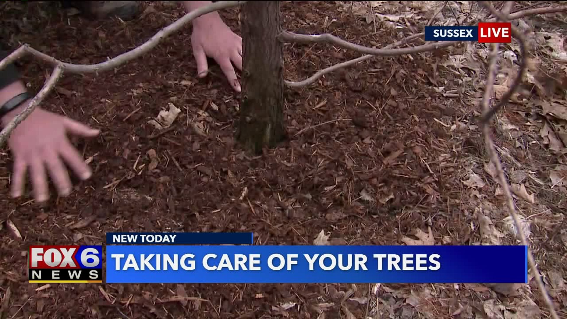 Putting mulch around trees
