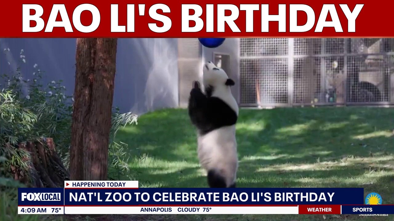 National Zoo celebrates Bao Li's birthday | FOX 5 AT 4AM