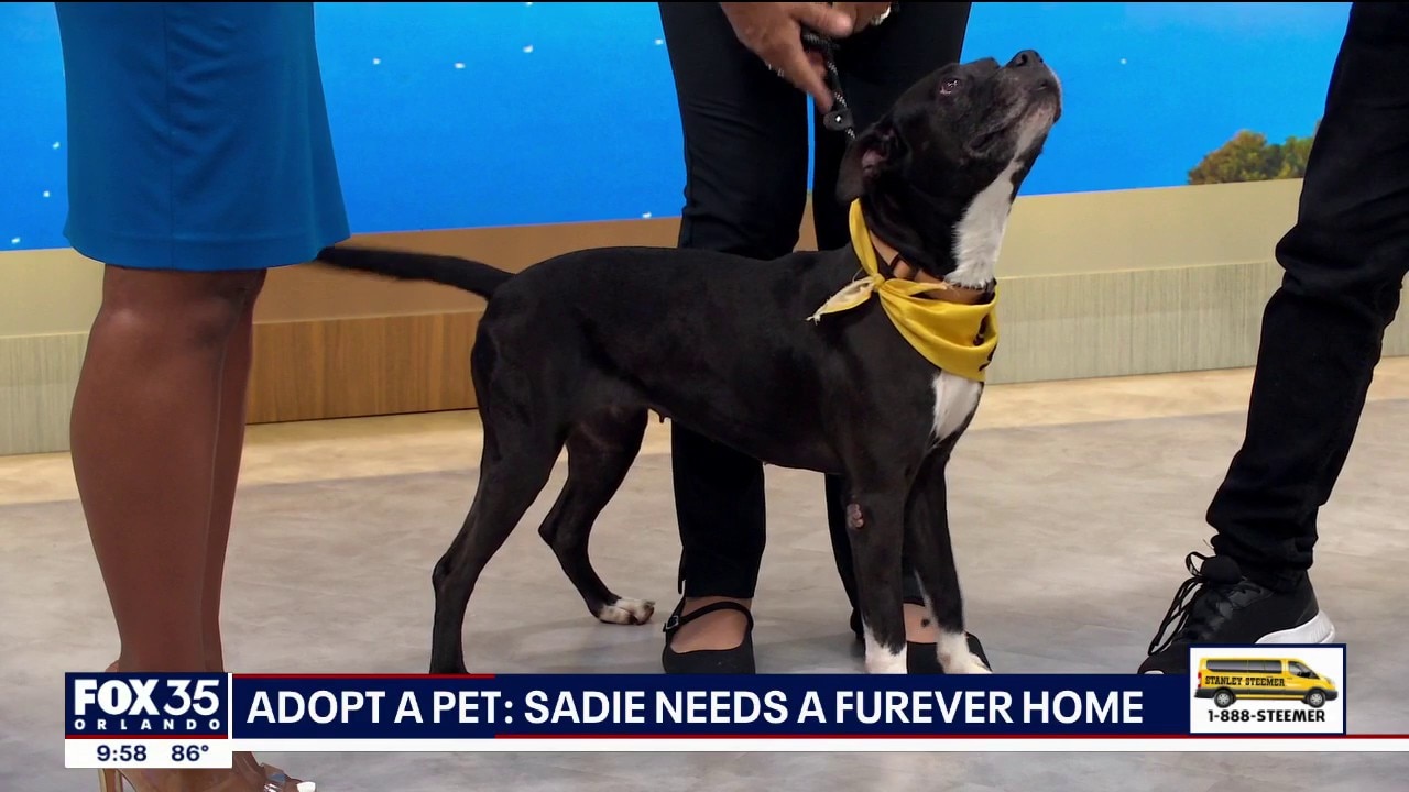 Adopt-A-Pet: Meet Sadie