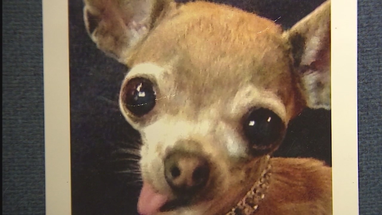 WWII vet devastated after teacup Chihuahua stolen from Downey home