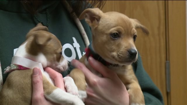 More than 5,000 surgeries in less than a year for Wisconsin Humane Society Spay/Neuter Clinic