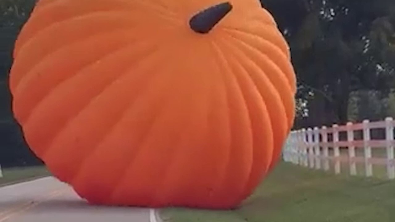 Giant Halloween inflatable pumpkin rolls down road, menaces cars