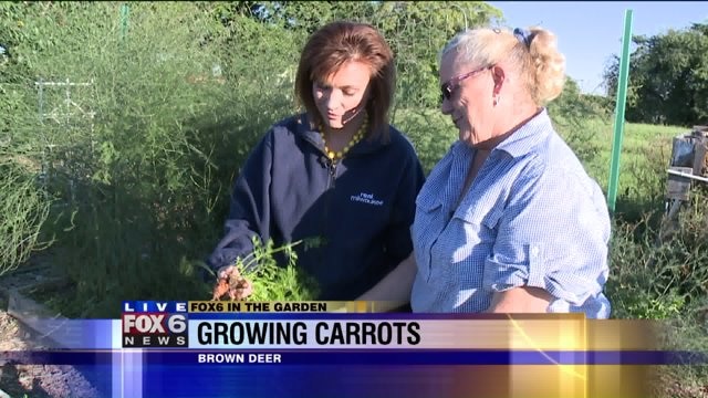 We check the progress of our current carrot crop