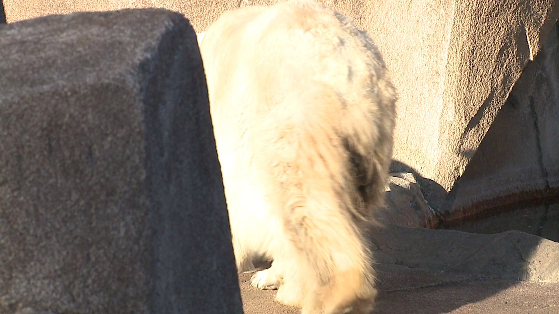 Polar bear