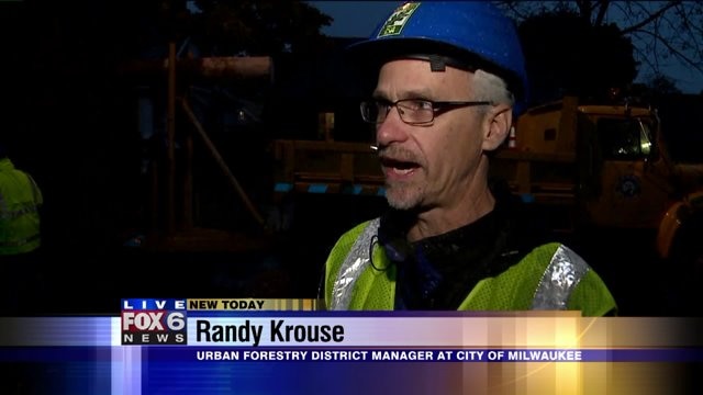 What goes into harvesting the City Christmas Tree? Carl gets the scoop