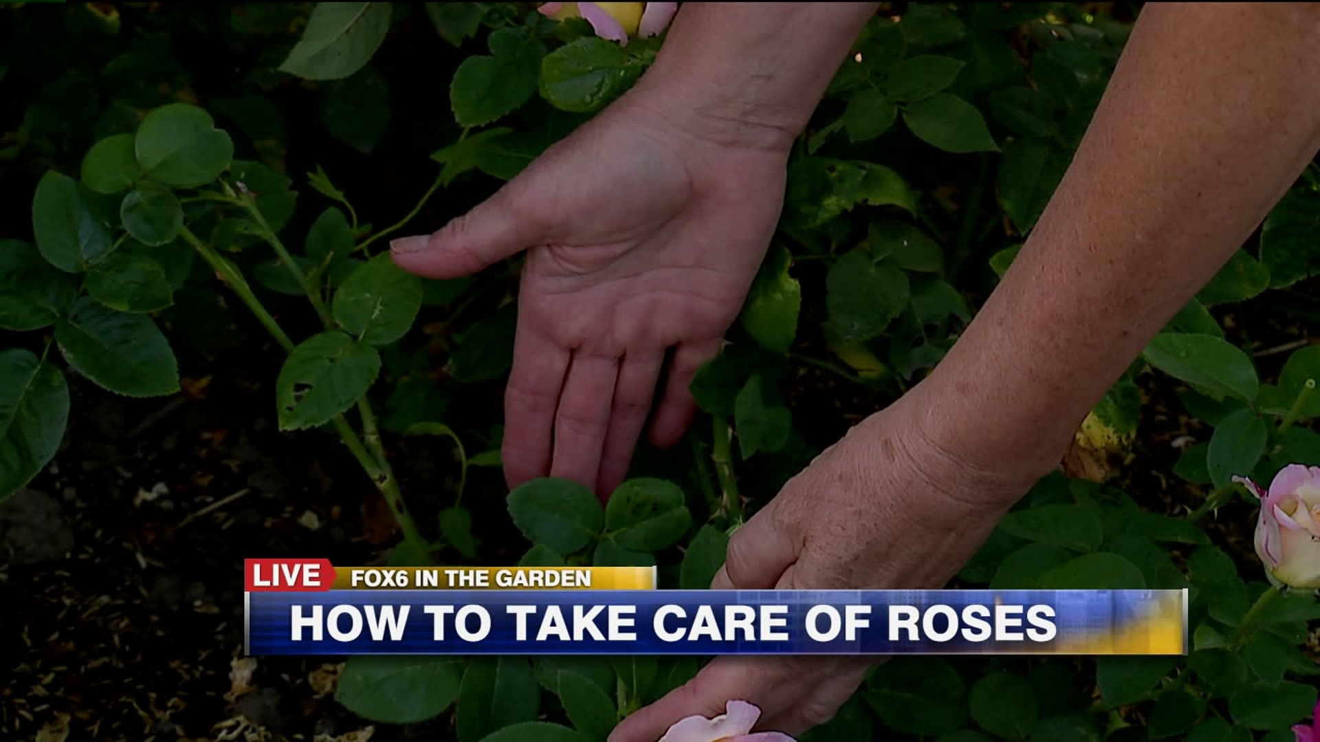 How to take care of roses