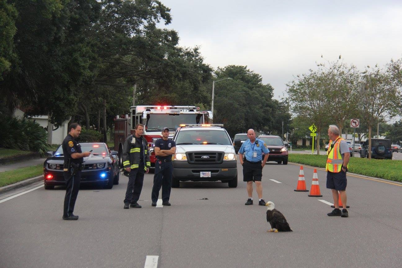 Eagle rescue in Clearwater