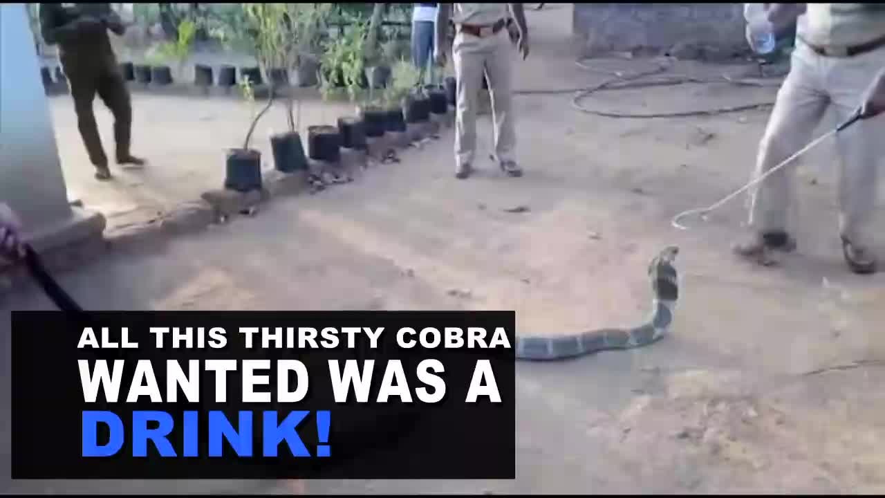 Thirsty cobra wants a drink