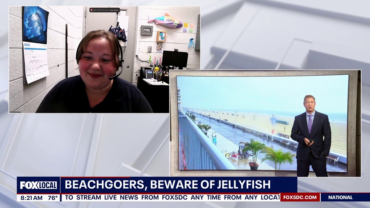 Beachgoers, Beware of Jellyfish