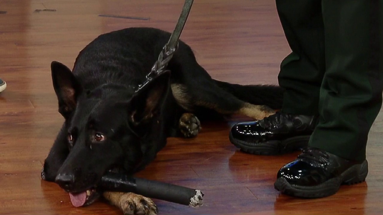 Saving a hero: K-9 Ace's remarkable recovery 