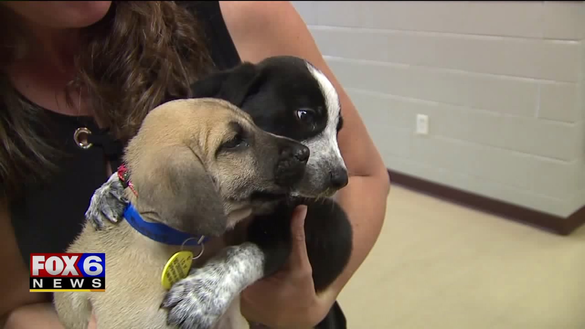 Keep pets safe in the heat