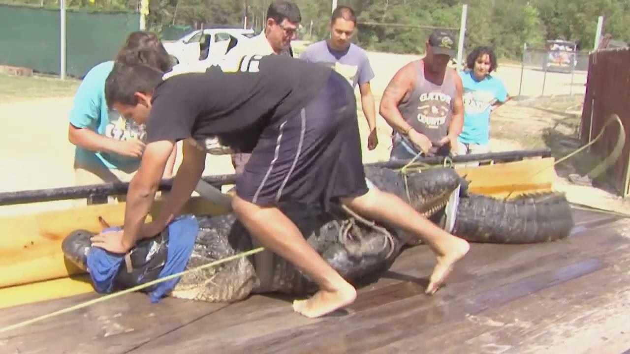 Giant alligator captured