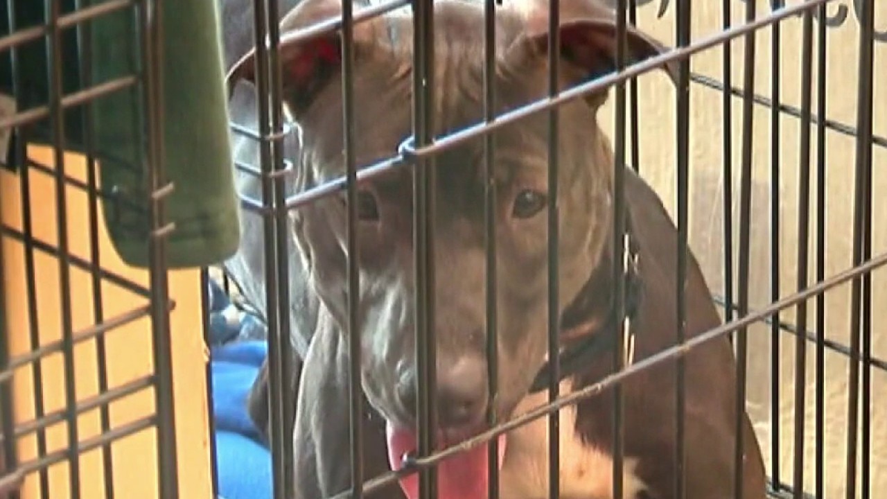 AC breaks at Austin Animal Services