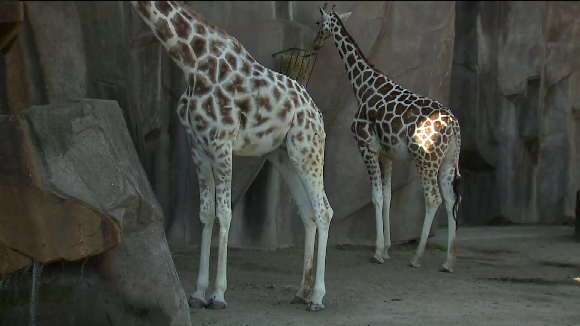 Discover the intricate biology, zoology and physiology of the world`s most spectacular creatures
