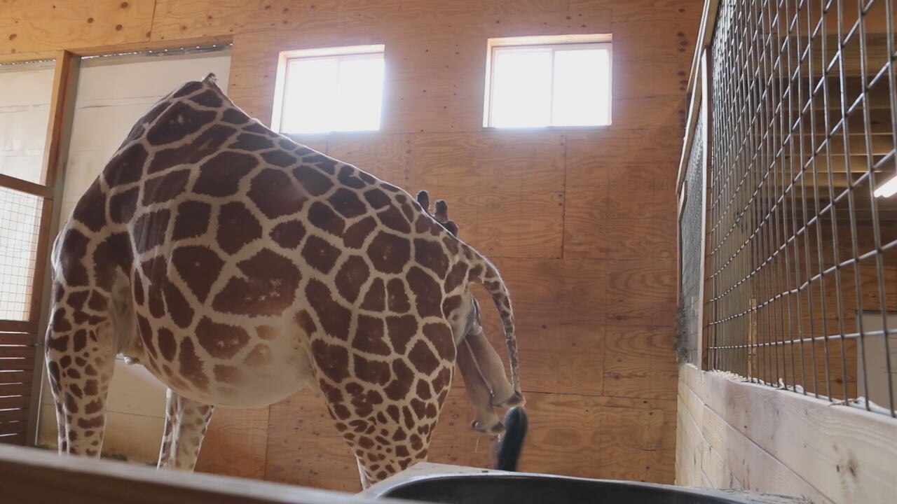RAW: April the giraffe gives birth