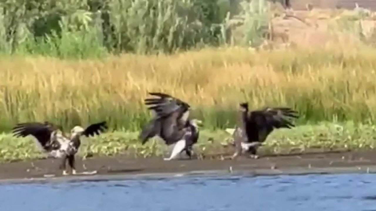 New video shows Jackie in fight with 2 other bald eagles