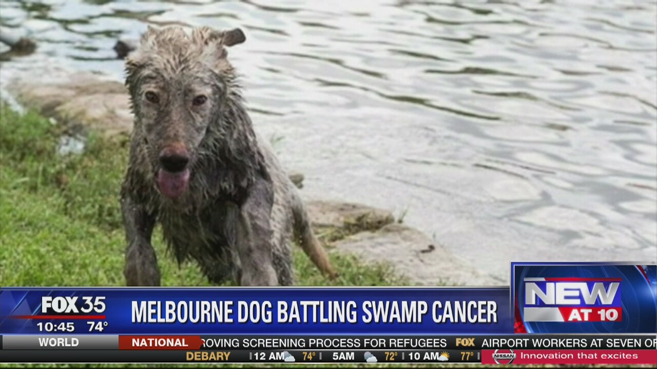 Melbourne dog battling swamp cancer