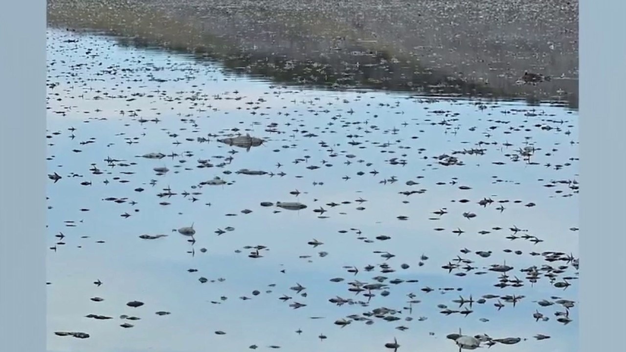 San Carlos Lake fish kill closes reservoir