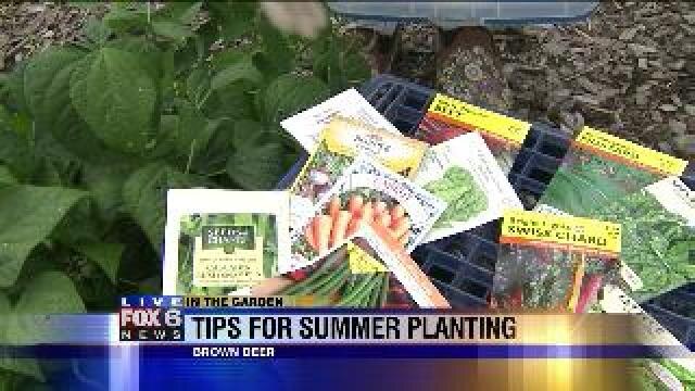 Tips for summer planting