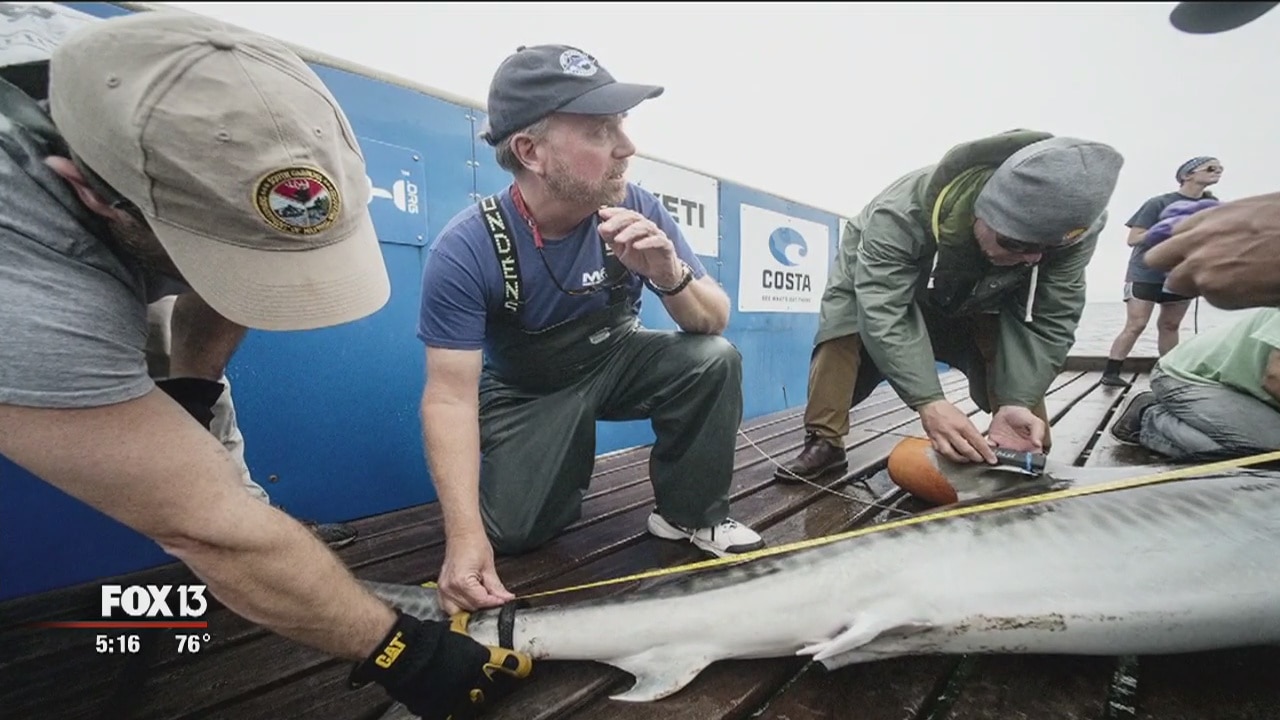 Tagging sharks