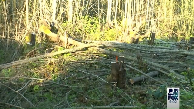 Lawyers say homeowners hired contractor to cut back trees