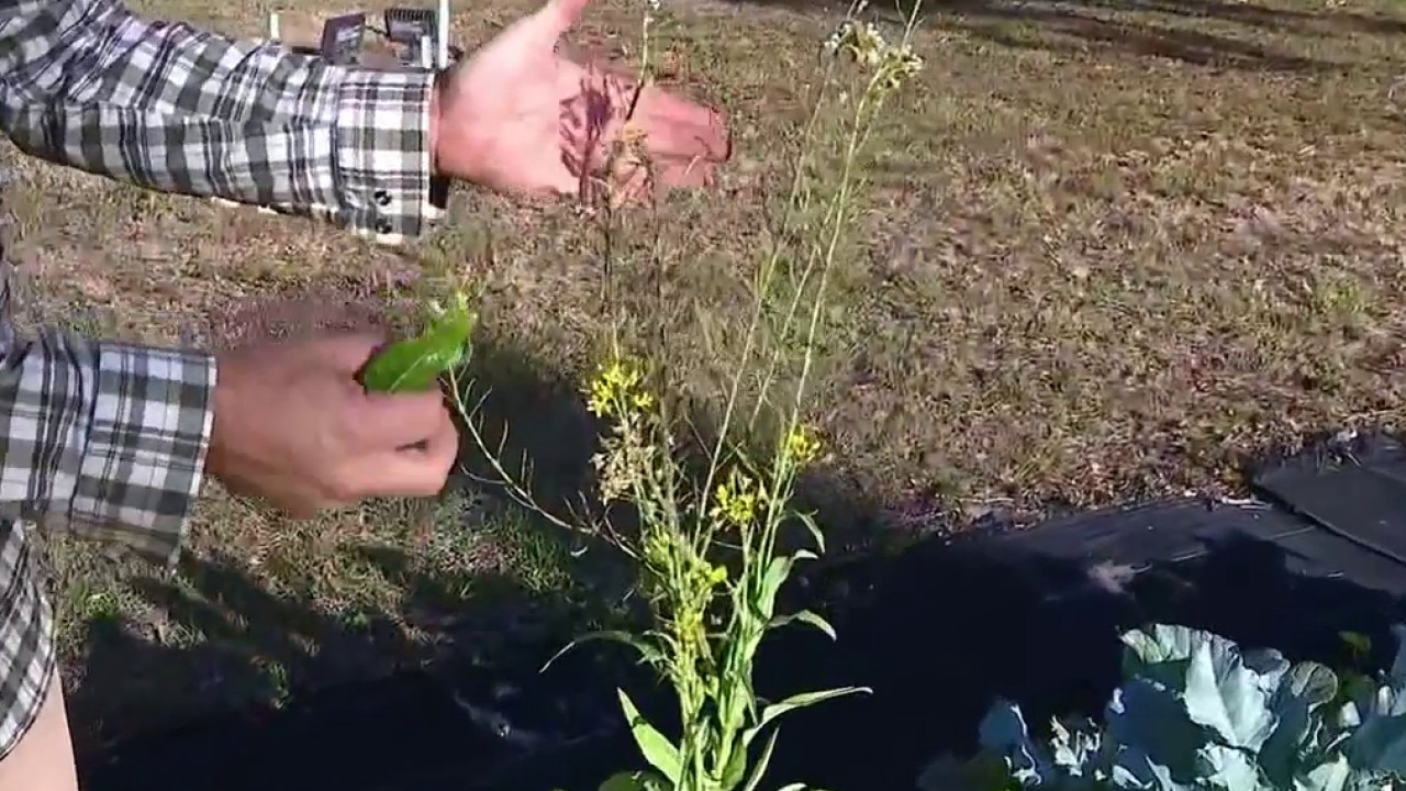 Bringing in lady bugs to deter pests