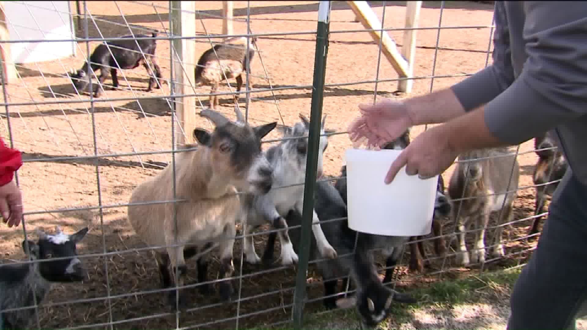Feeding the goats