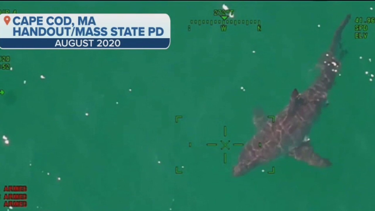 Scientists using sharks to predict hurricane intensity