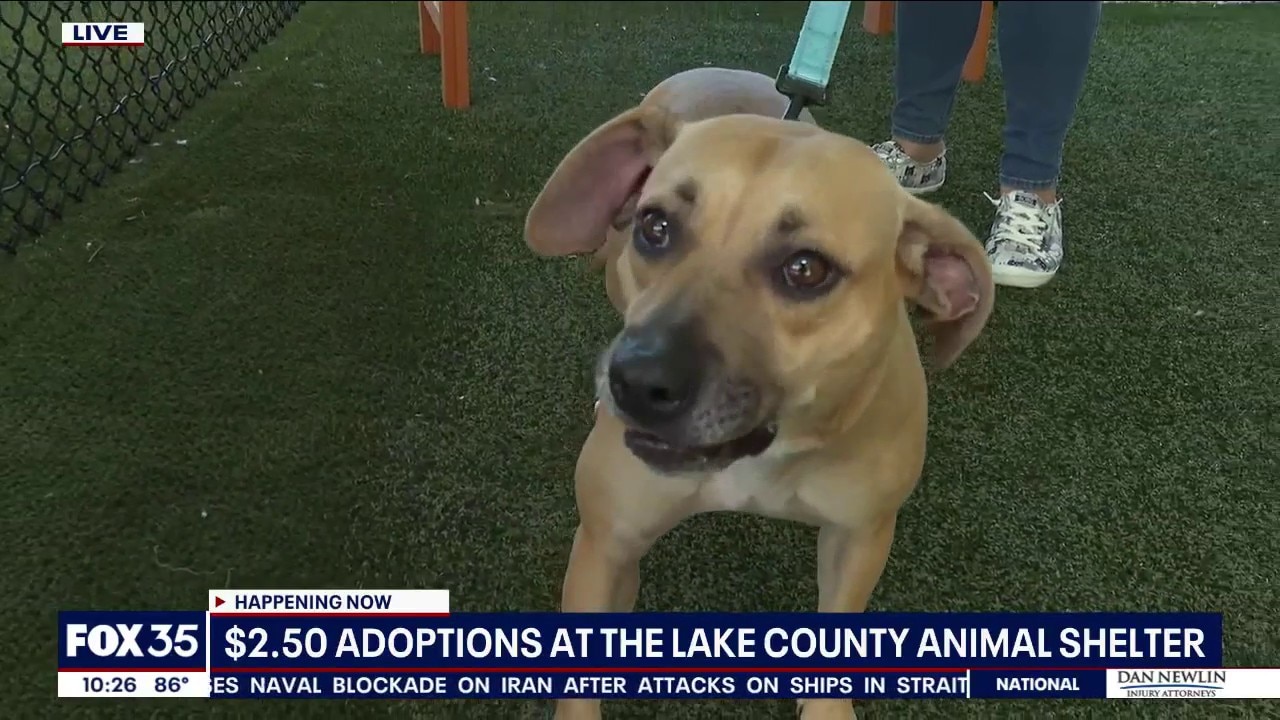 Cats, dogs adoptable for $2.50 at Lake County Animal Shelter