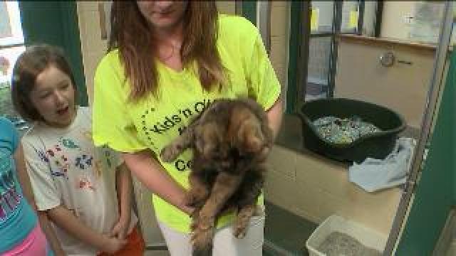Chip checks out cat adoption area, learns about art camp
