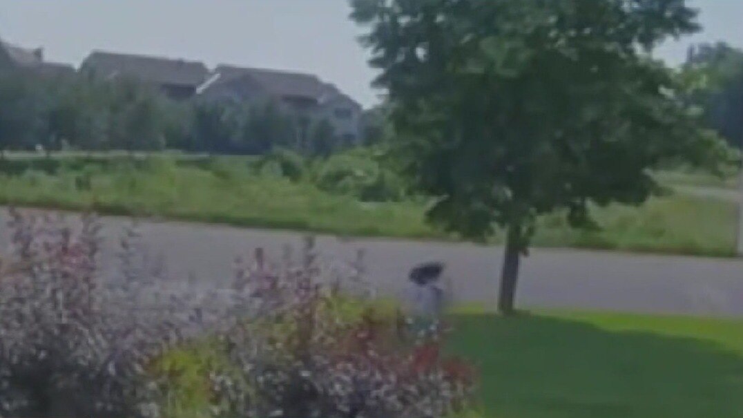 Dog chases black bear