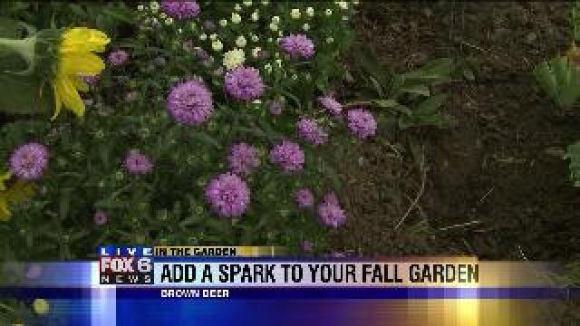 Add a little spark to your garden this autumn