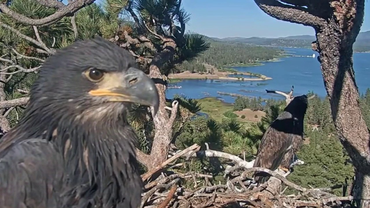 Big Bear fireworks show sparks eagle concerns