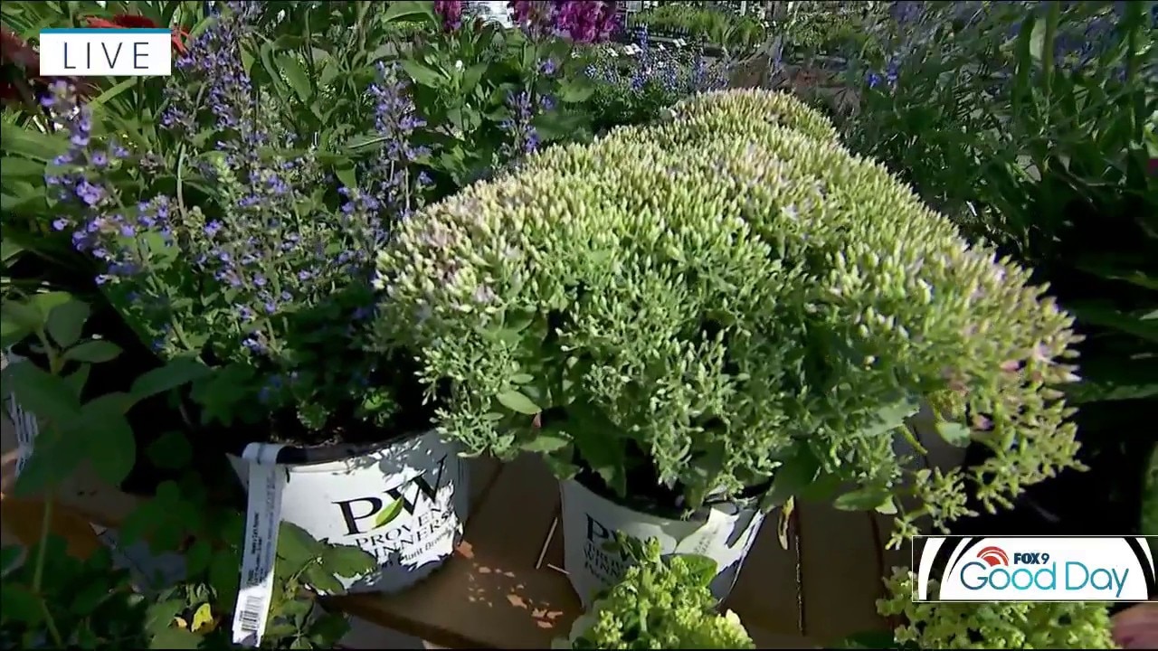 Plants and perennials that are heat tolerant