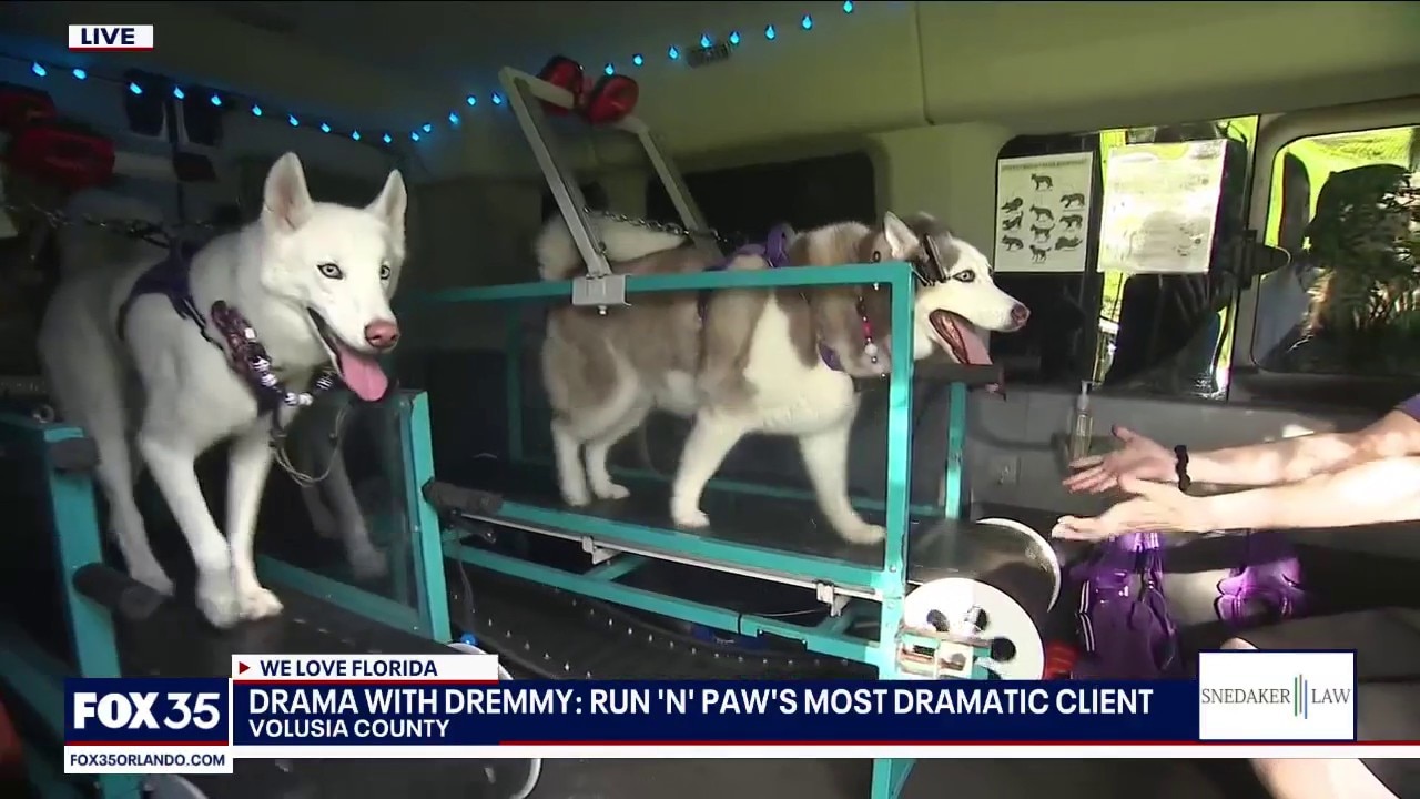 Run-N-Paw mobile dog gym in Volusia County