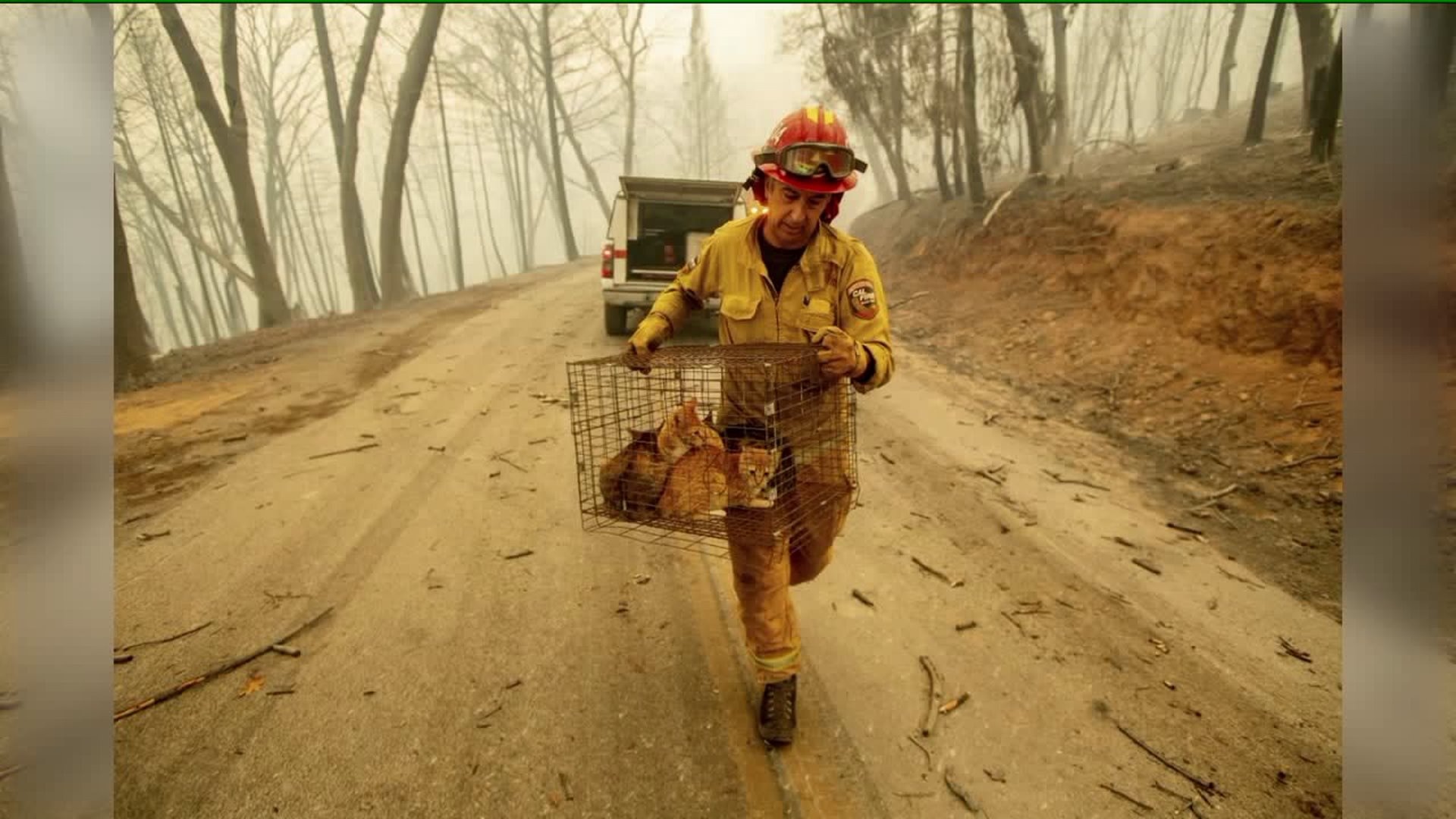 Seattle Humane helping with wildfires