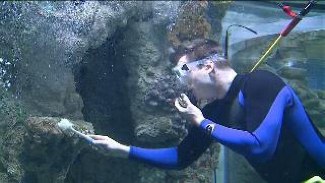 Chip learns how to clean the tank