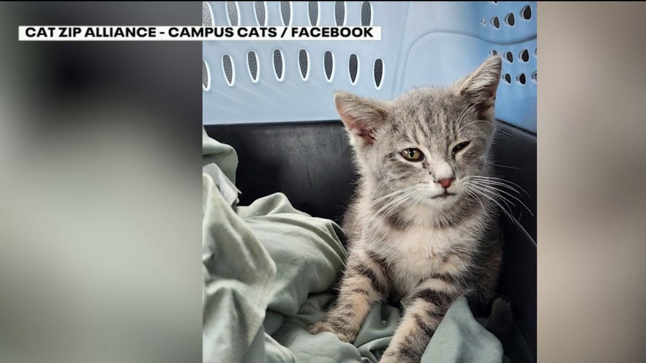 Kitten survives New Jersey to Georgia trip in car