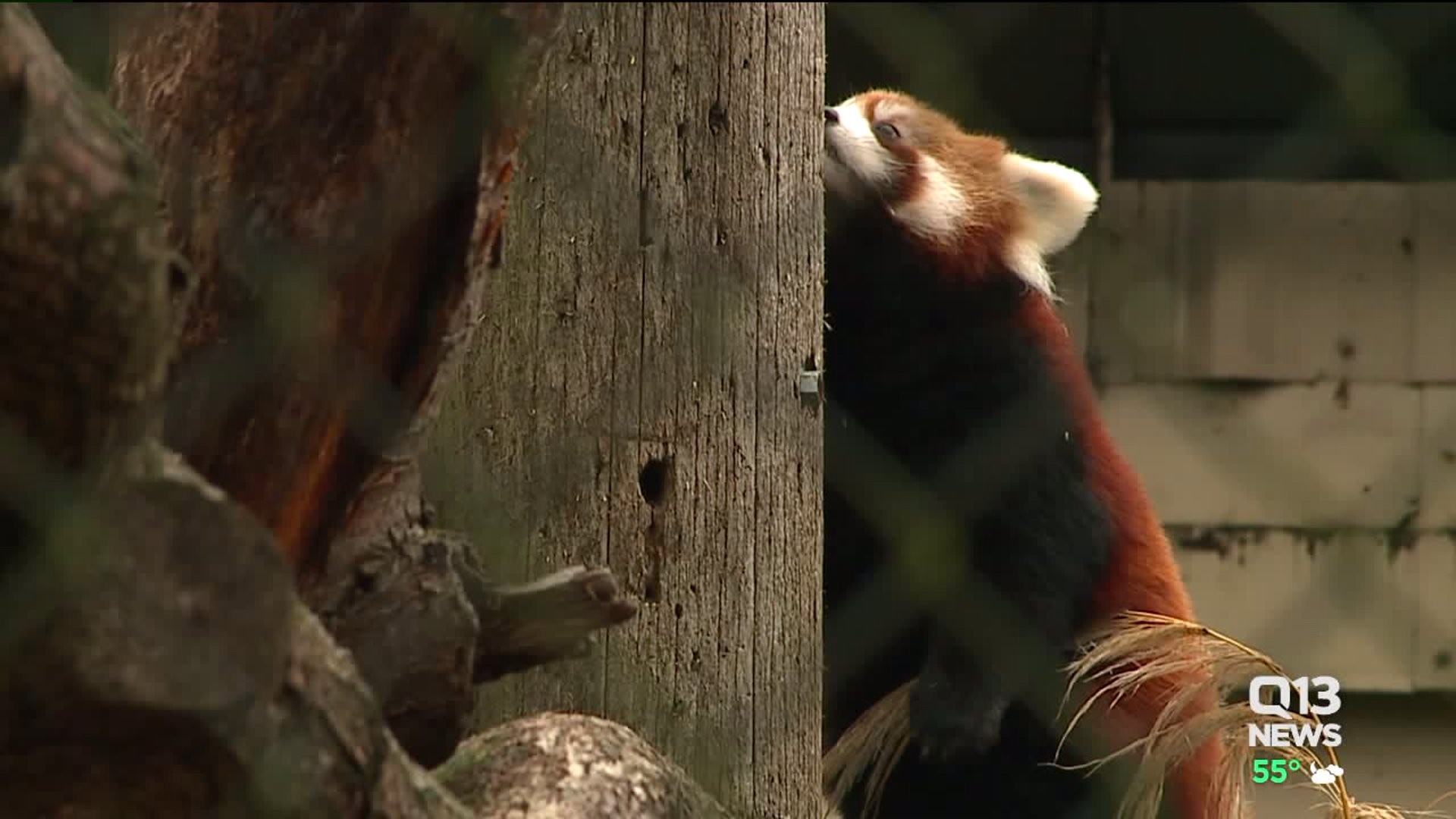 Red pandas will make their debut at Woodland Park Zoo