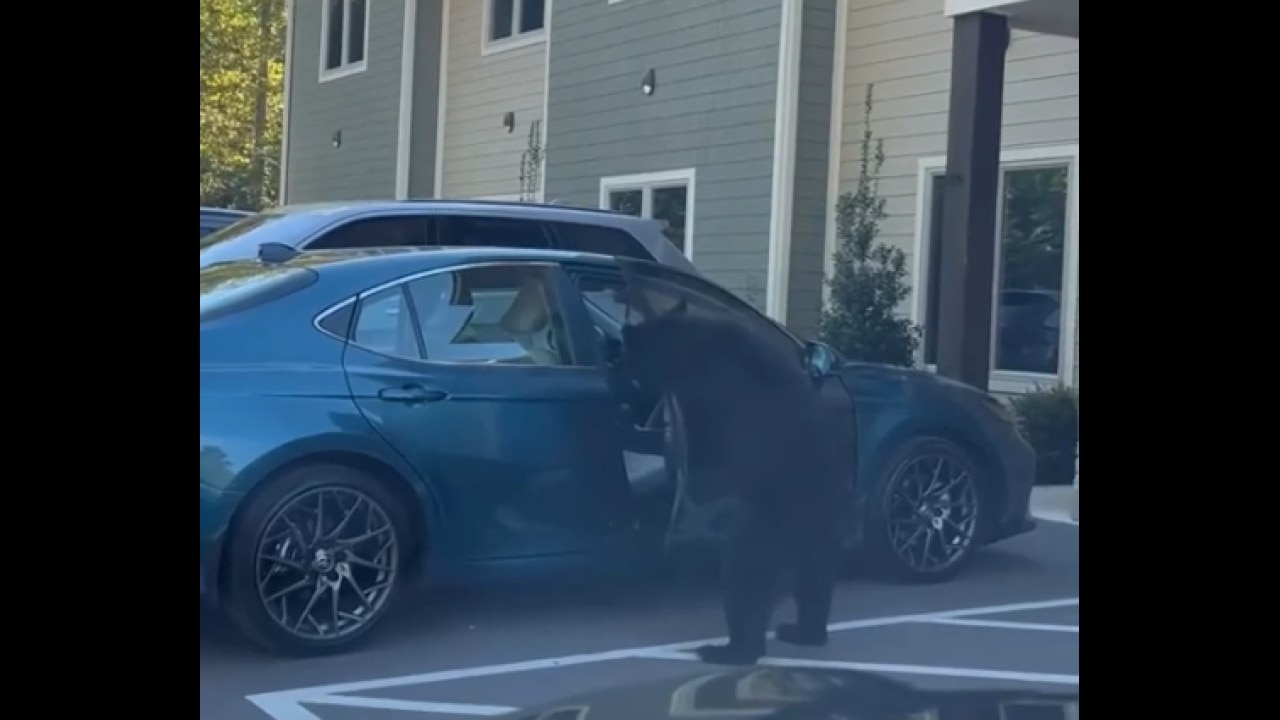 Bear opens car door