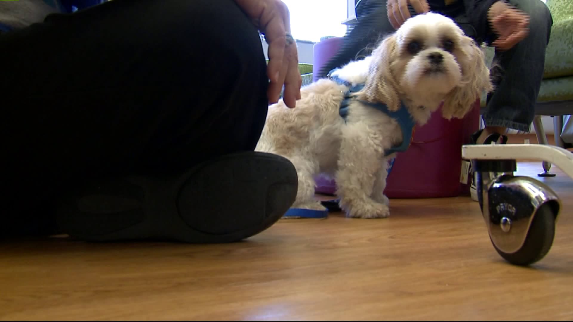 Meet the four-legged friend spreading smiles